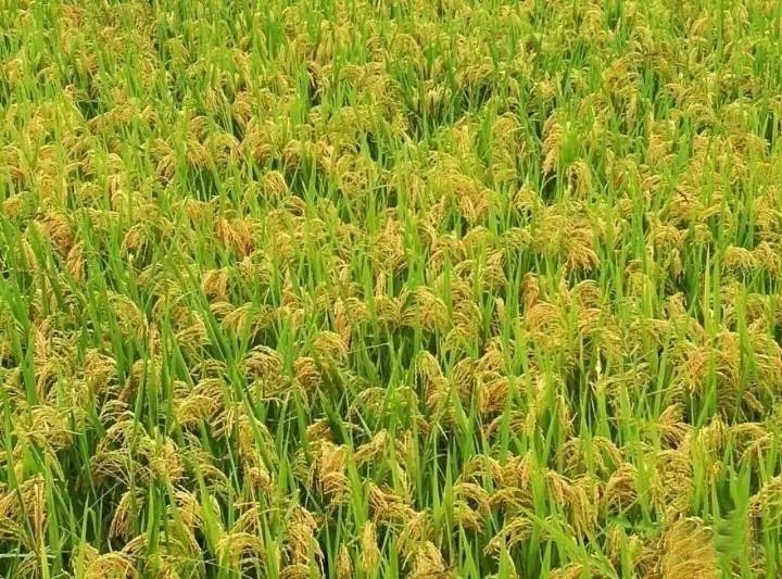 阿里大師水漆 阿里大師水漆